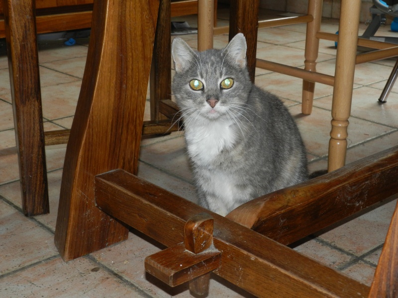 [SAUVETAGE]  LUCIOLE, européenne bleue tortie tabby, 7 ans - F  - Page 2 00310