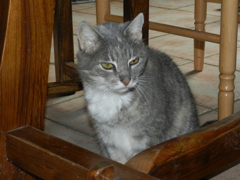 [SAUVETAGE]  LUCIOLE, européenne bleue tortie tabby, 7 ans - F  - Page 2 00410