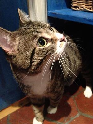 CALISSON , européen brun tabby et blanc, 2 ans , M  4b_01110