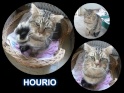 HOURIO, européen tabby brun , 2 ans, M  A12-3510