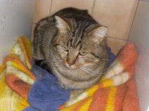 HOURIO, européen tabby brun , 2 ans, M  Getat115