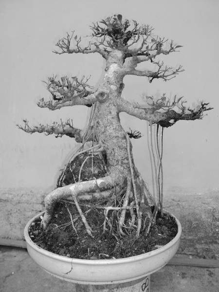 Kengai Ficus Dsc01710