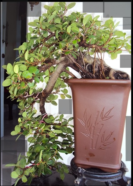 Kengai Ficus Kengai10