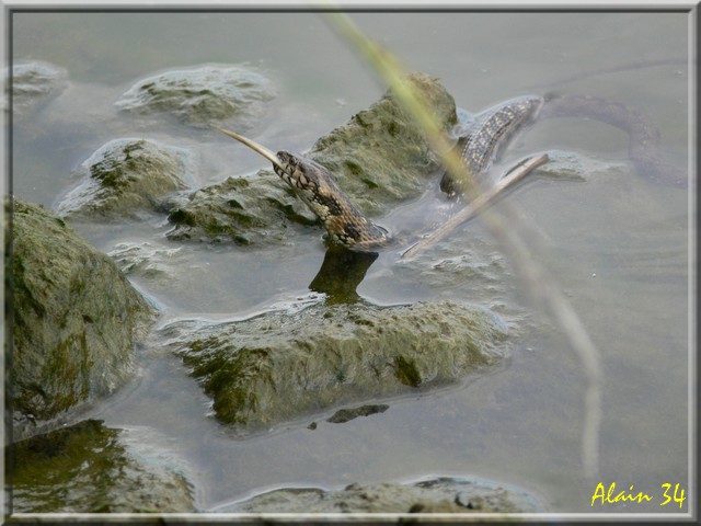 CONCOURS PHOTOS AVRIL 2011 Vip10