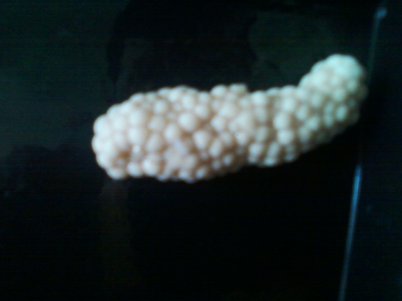 not a fish but i dont know what it is please help!!!!!!!! Photo010