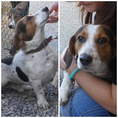 Croisé beagle/Basset mâle, 4 ans, recherche famille Ringo10