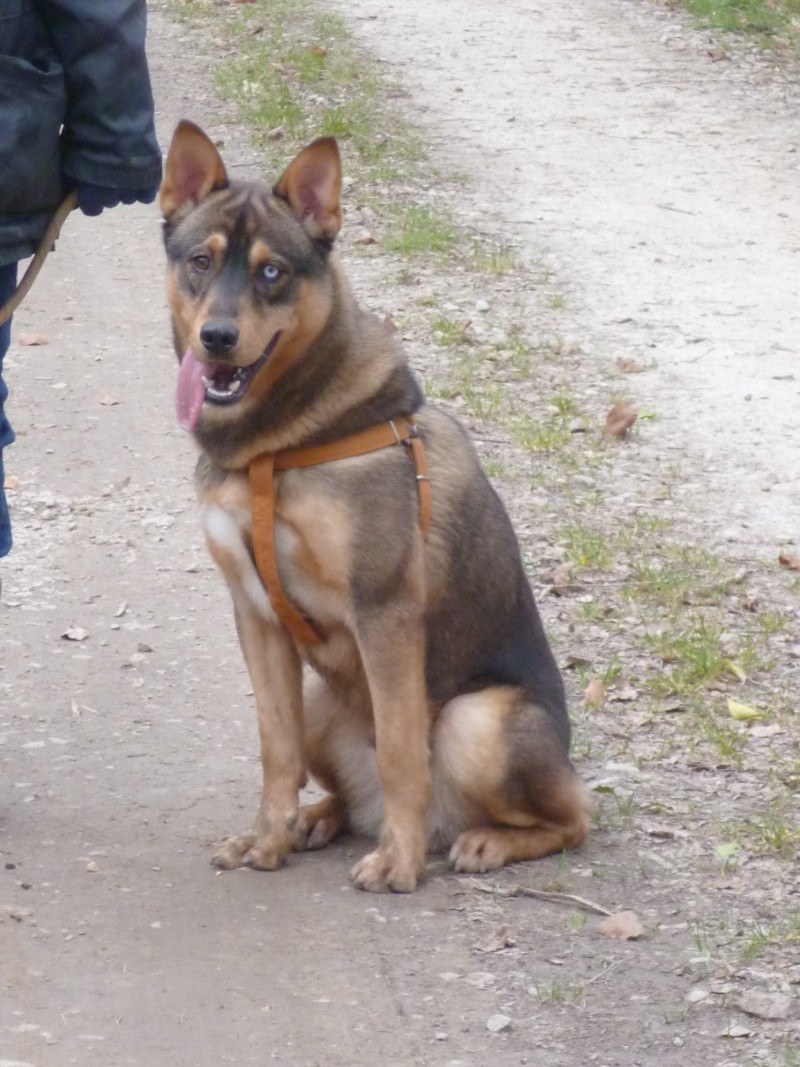 GALAK berger allemand X husky, 18mois très sympa! ADOPTE 22_fav12