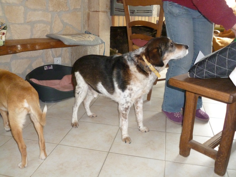 URGENCE en fourrière PATCHI croisé griffon  8-10 ans   28_mar14