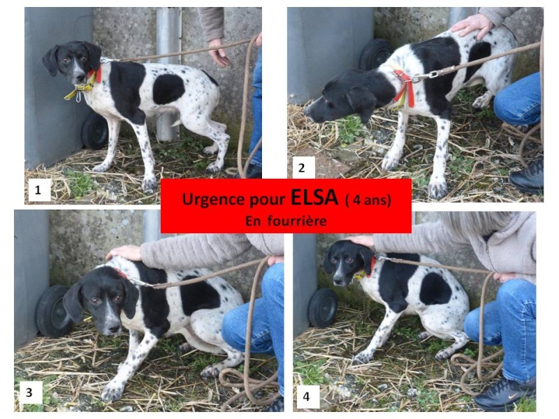 ELSA   gentille mais très craintive en Fourrière (50) 7_favr10