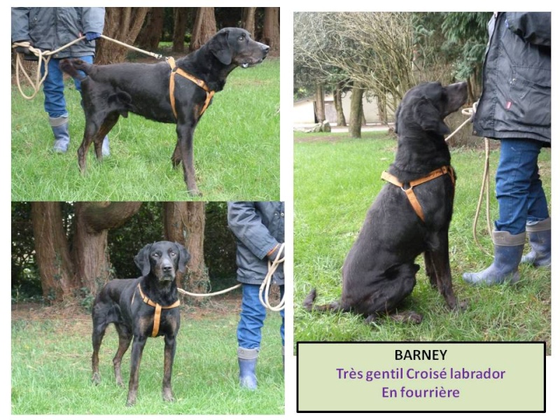 BARNEY croisé labrador braque en fourrière Barney14