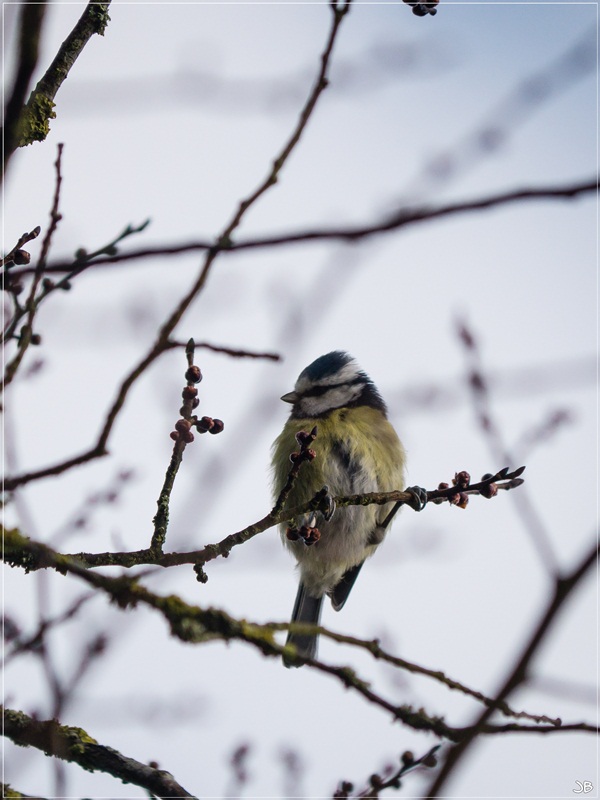 POTD Lumix du 18.02.13 Lr4-1026