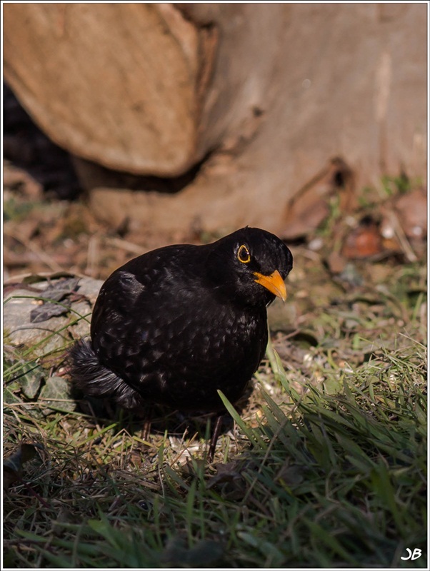 Oiseau chanteur Lr4-p134