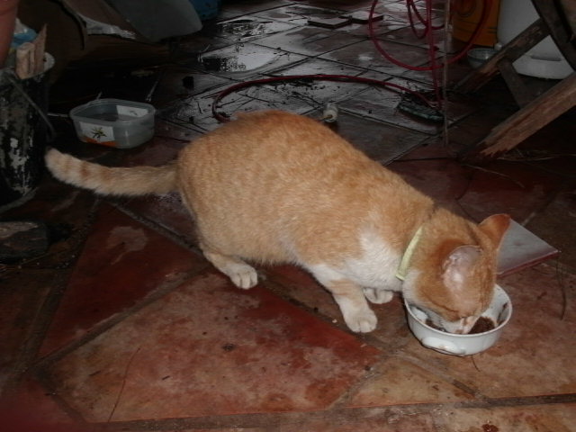(RESOLU)trouvé chat mâle roux et blanc à plan de la tour (83) 15/02/2011 Cimg0615