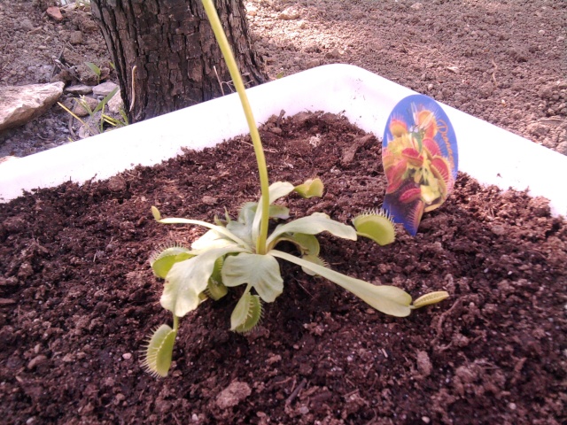 Débutant en plantes carnivores, conseil sur la dionée ? - Page 3 Photo020