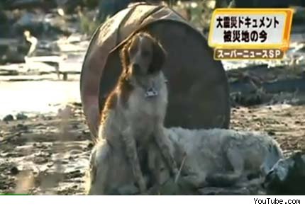 Tsunami Japón: En video, perro salvó a otro perro Perro-10
