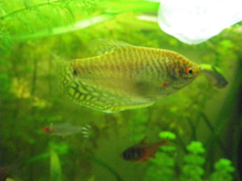 Je pense avoir un probléme avec mes gouramis ! Imgp1111