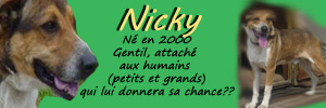 sarrebourg - SOS - Aidez moi - NICKY - 14 ans (7 ans de refuge)- Refuge de Sarrebourg (57) Nicky10
