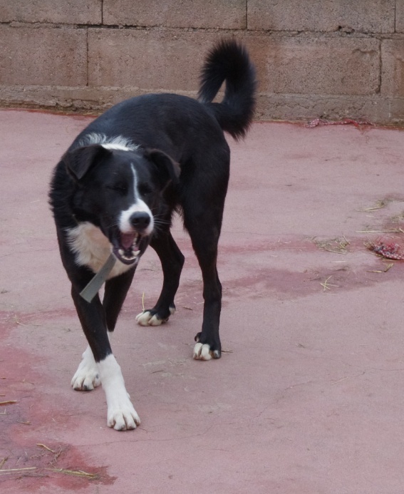 EROS Border Collie né en 2009 Refuge du Mordant Sans_t21