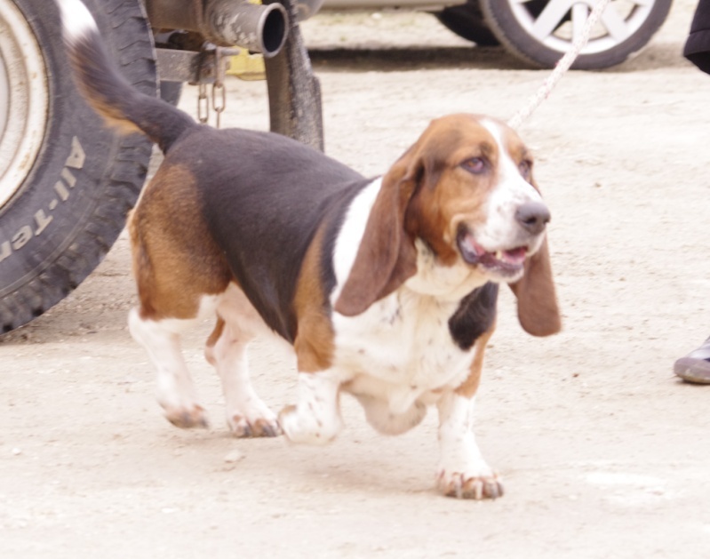 HAPPY - basset hound 10 ans -   Refuge du Mordant à Toul (54) Sans_t31