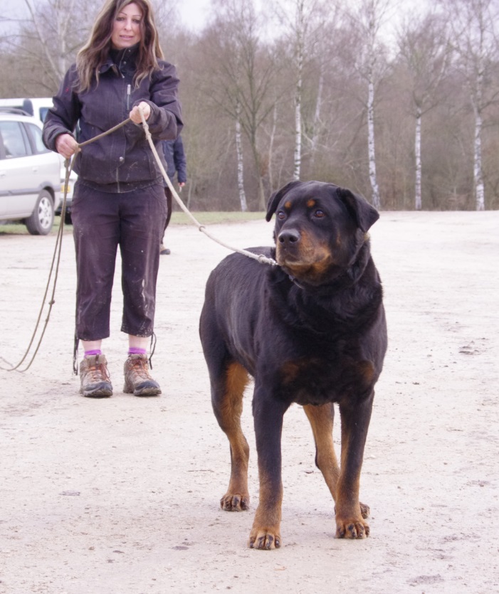 ZOXEA Rottweiler né en 2004  - Page 2 Zo110