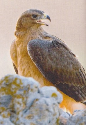 LE TOPIC DES OISEAUX DES CALANQUES  Aigle_12