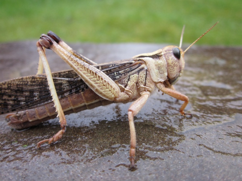 Expérience Locusta migratoria phase grégaire =>phase solitaire Photo_40