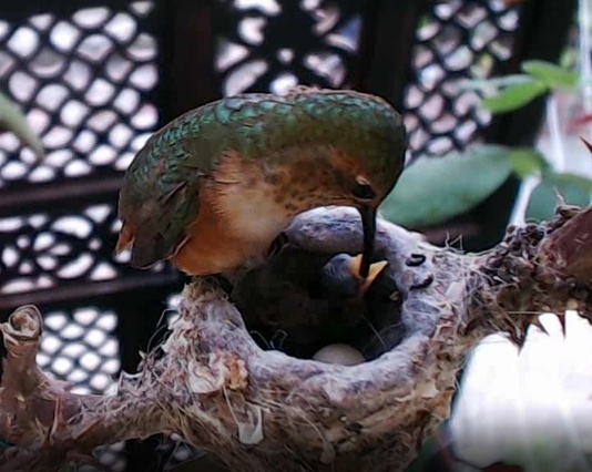 UCCELLI: indirizzi di webcam online per osservare varie specie di uccelli Feedin10