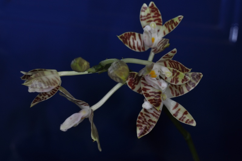 phalaenopsis sumatrana Dsc_4012