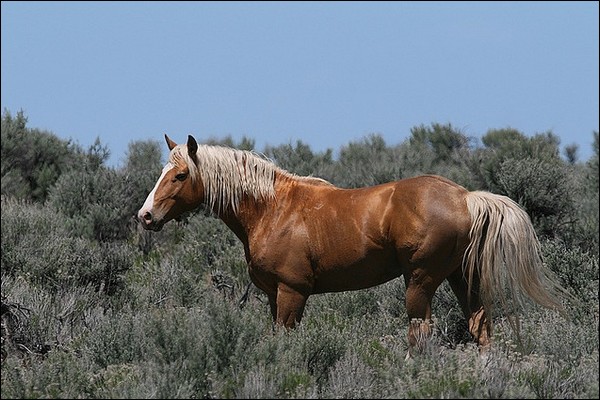 Nevada. Mustang ( j ) 31624510