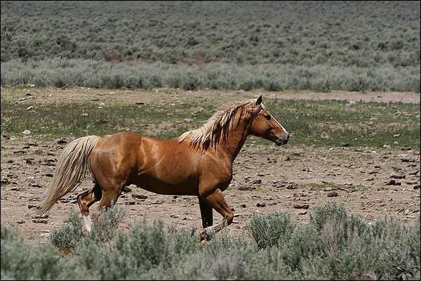 Nevada. Mustang ( j ) 31624710