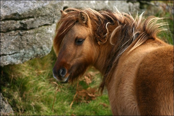 Les chevaux de Pêche Animal10