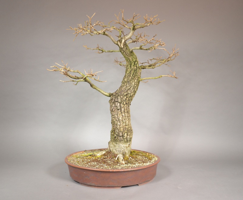 Its probably not good enough for bonsai... Dsc_0027