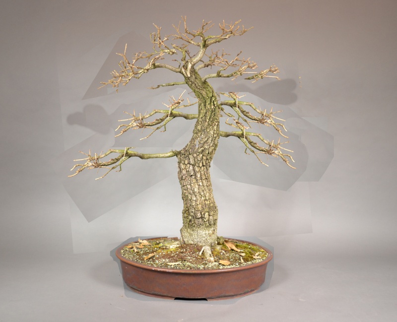 Its probably not good enough for bonsai... Virtua10