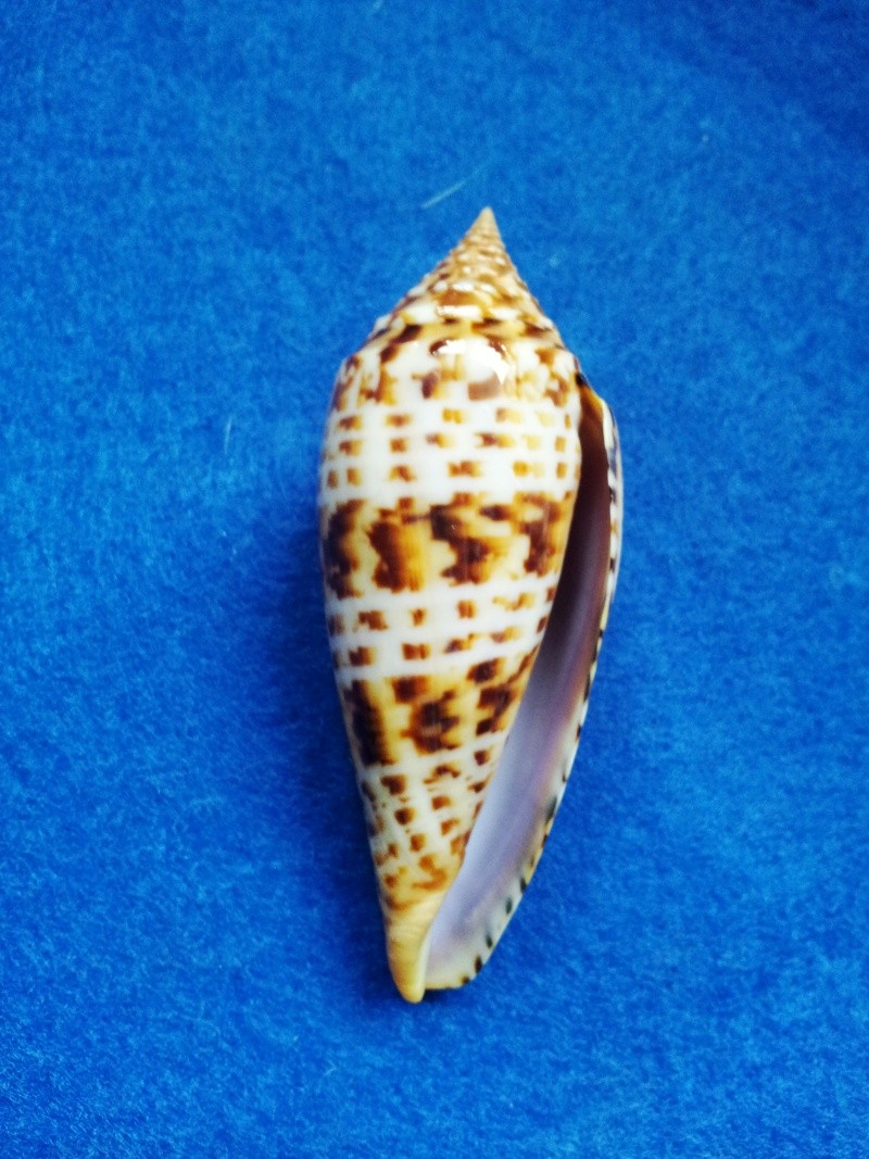 Conus (Phasmoconus) pretiosus  G. Nevill & H. Nevill, 1874 20130314