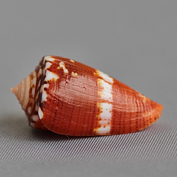 Conus (Dauciconus) abrolhosensis Petuch, 1987 3191-110