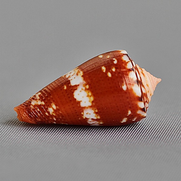 Conus (Dauciconus) abrolhosensis Petuch, 1987 3191-111