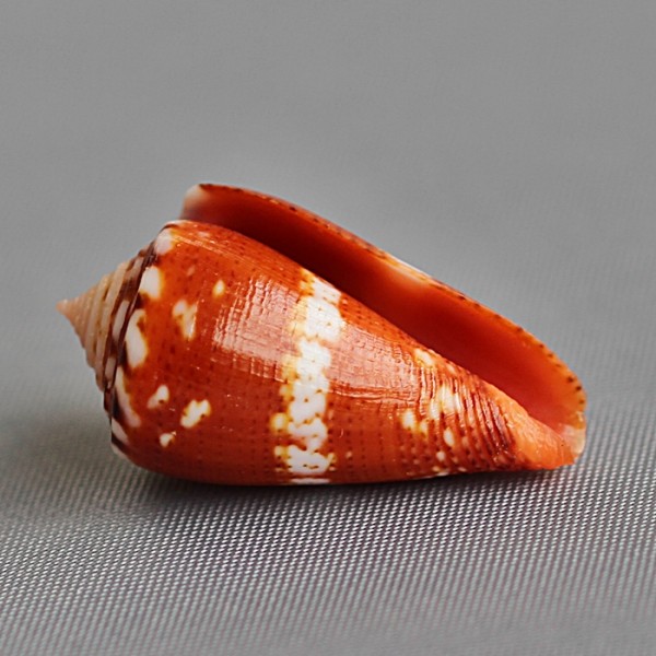 Conus (Dauciconus) abrolhosensis Petuch, 1987 3191-112