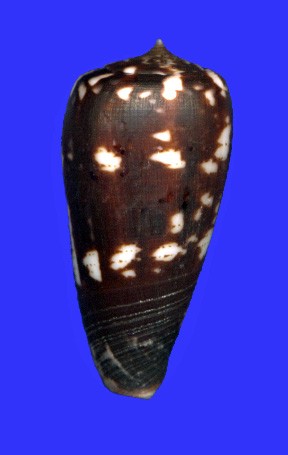 Conus (Phasmoconus) pica   Adams & Reeve, 1848 66204010
