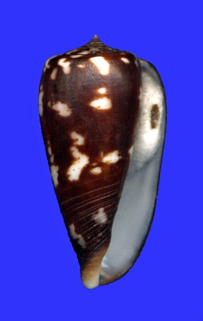 Conus (Phasmoconus) pica   Adams & Reeve, 1848 66204011