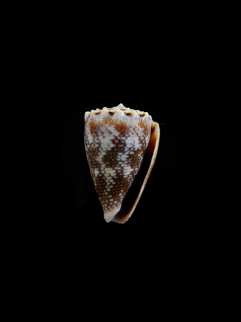Conus (Virroconus) encaustus Kiener, 1845 Dscn2611