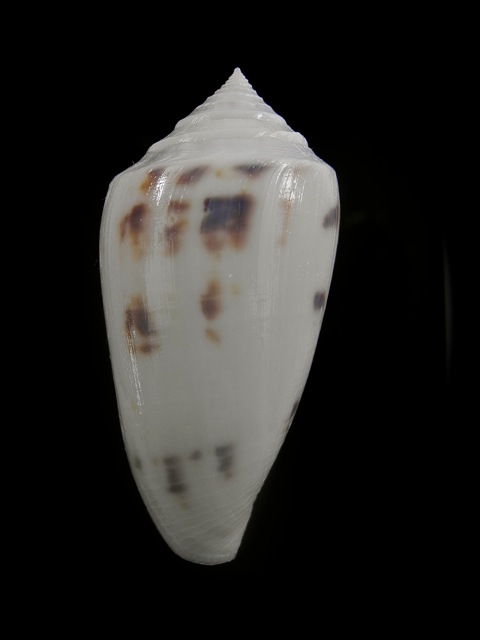 Conus (Cylinder) victoriae   Reeve, 1843 Dscn4211