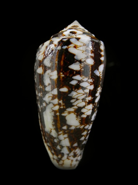Conus (Cylinder) victoriae Reeve, 1843 Dscn4212