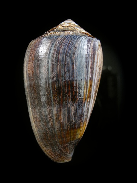 Conus (Cylinder) victoriae   Reeve, 1843 Dscn4213