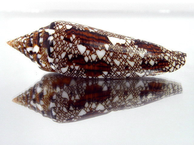 Conus (Cylinder) bengalensis   Okutani, 1968 Kgrhqr13