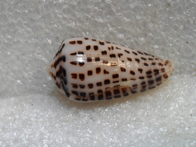 Conus (Phasmoconus) zapatosensis   Röckel, 1987 Kgrhqv17