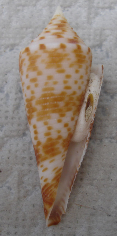 Conasprella (Fusiconus) comatosa (Pilsbry, 1904) Kgrhqy13