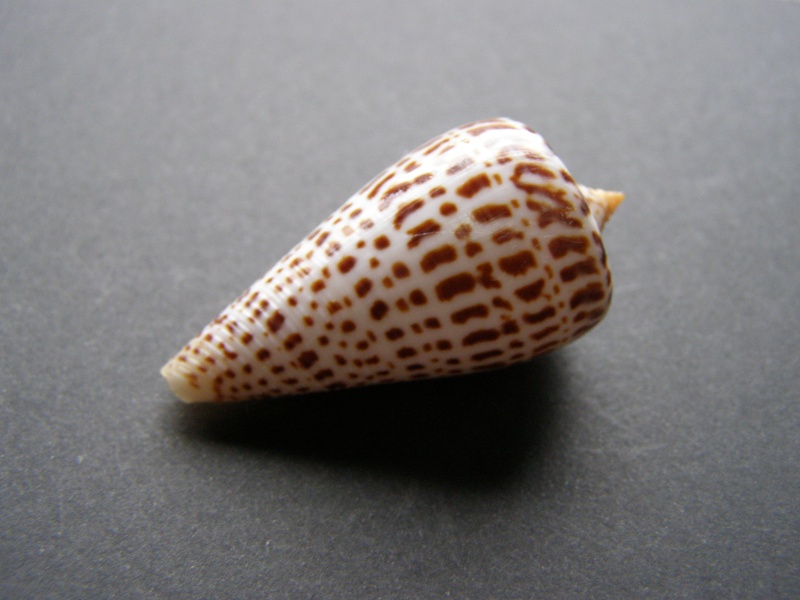 Conus (Lindaconus) phlogopus (Tomlin, 1937) voir  Conus (Lindaconus) lorenzianus P3218416