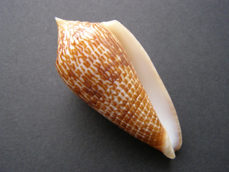 Conus (Phasmoconus) armadillo  Shikama, 1971 P3228412