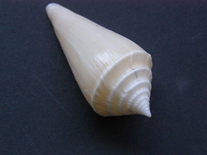 Profundiconus  neotorquatus   (da Motta 1985) P4028612