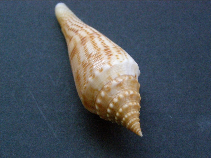 Conasprella (Fusiconus) orbignyi (Audouin, 1831) P4028616